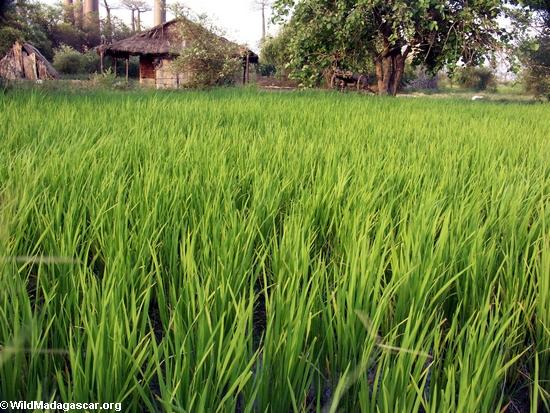 Reis fängt nahe Morondava auf