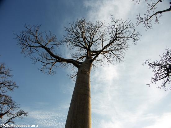 Baobabs(Morondava)