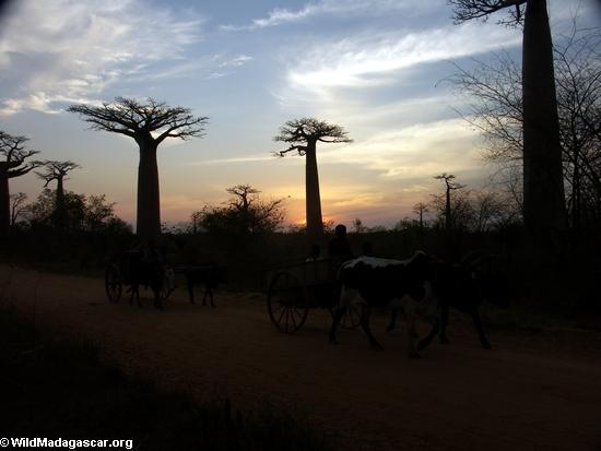 Baobabs mit Zebukarre