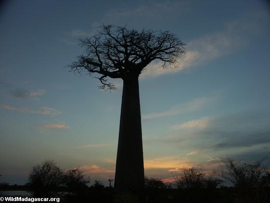 Baobabs am Sonnenuntergang