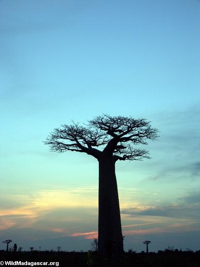 Baobabs am Sonnenuntergang