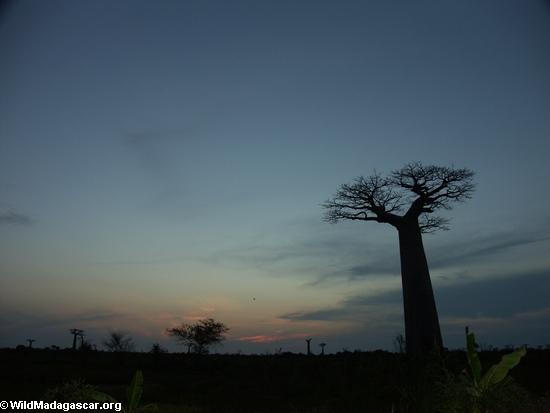 Baobabs at sunset (Morondava)