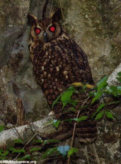 Asio madagascariensis owl (Tsingy de Bemaraha)