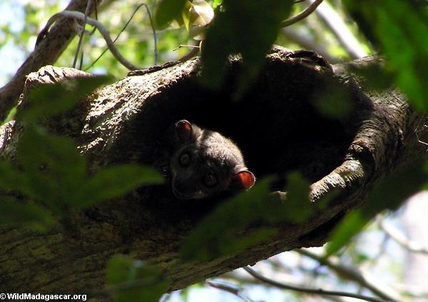 Lepilemur edwardsi sportive lemur (Tsingy de Bemaraha)