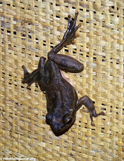 Frog in Bekopaka village (Tsingy de Bemaraha)