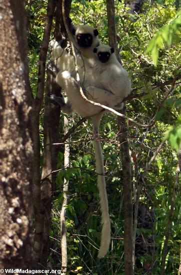 Mother Decken's sifaka with baby on her back (Tsingy de Bemaraha)