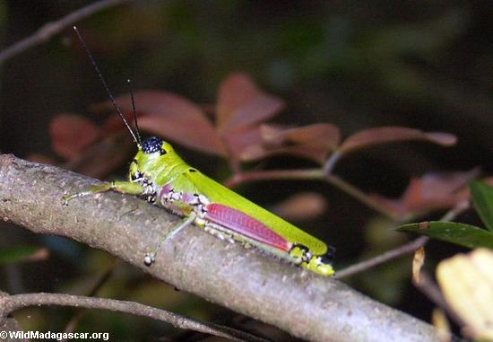 Pink and green grasshopper at the  petite tsingy (Tsingy de Bemaraha)