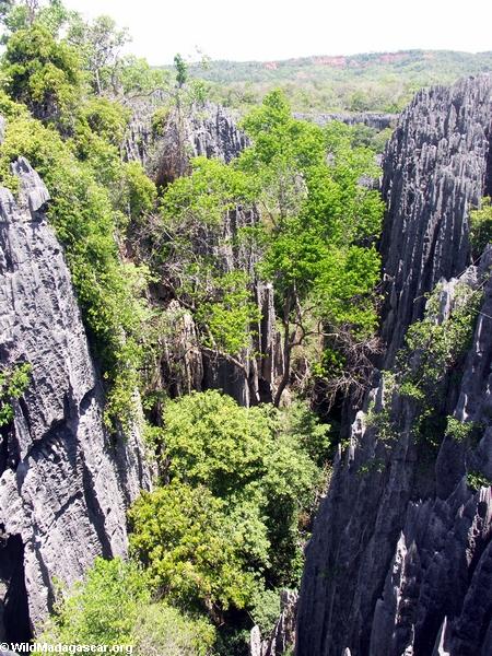 tsingy forest (Tsingy de Bemaraha)