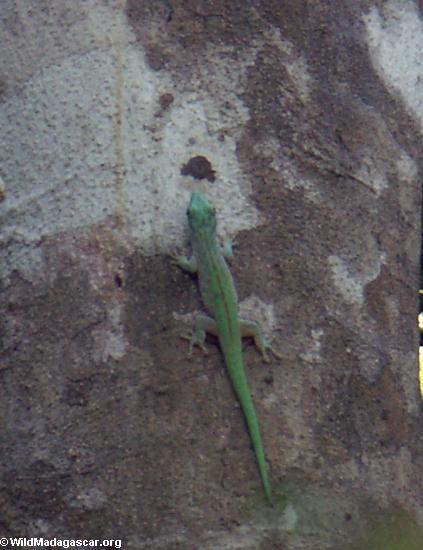 Phelsuma Gecko