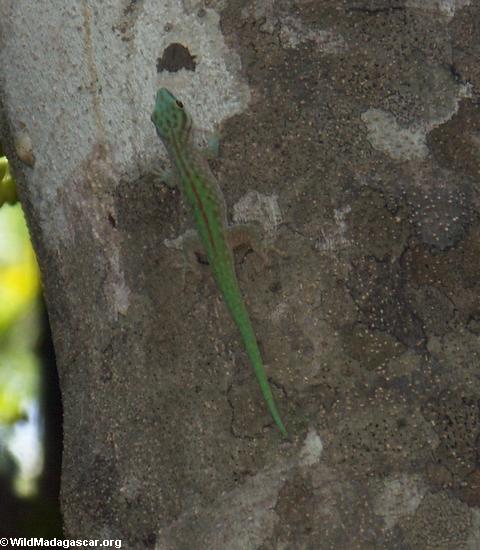 Phelsuma madagascariensis gecko (Tsingy de Bemaraha)