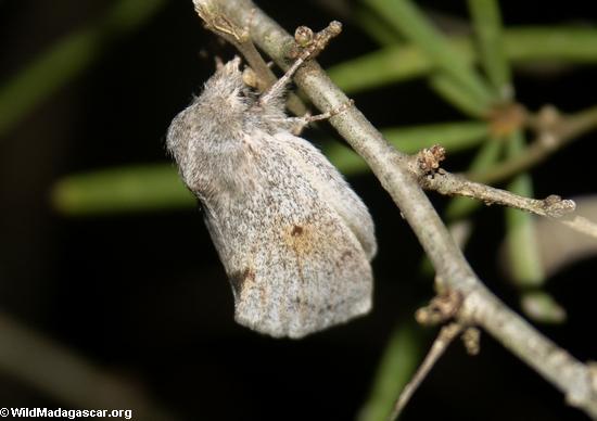 Grey moth