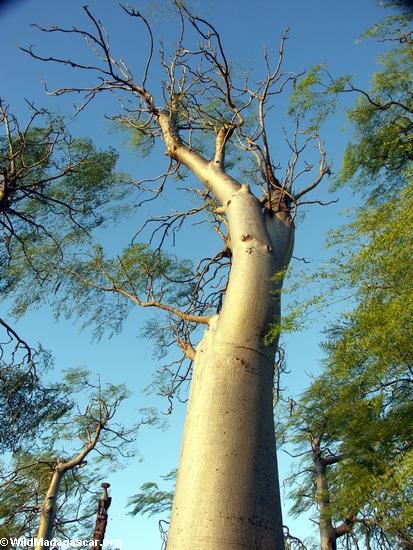 Baobab at Berenty(Berenty)