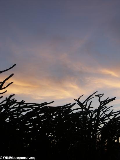 Vegetaci�n forestal espinosa en la puesta del sol