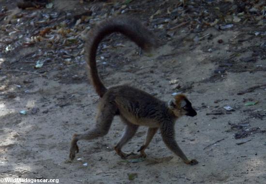 Rot-konfrontiertes braunes lemur bei Berenty