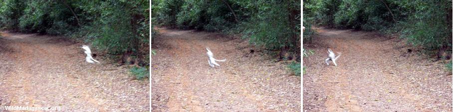 Leaping sifaka captured in a series of photos(Berenty)