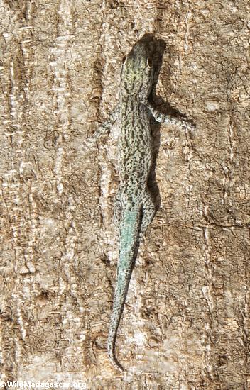 Phelsuma mutabilis gecko
