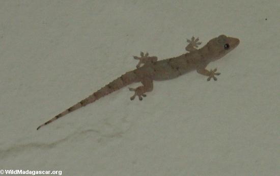 House gecko(Berenty)