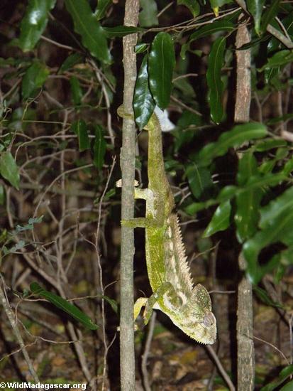 Warty Chameleon (Furcifer verrucosus) green color(Berenty)
