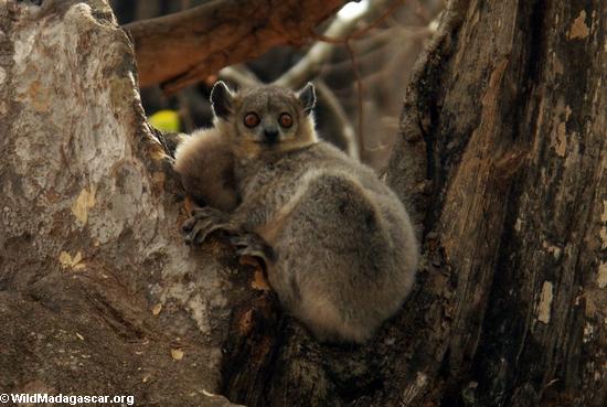 lepilemur Blanco-footed (leucopus de Lepilemur)