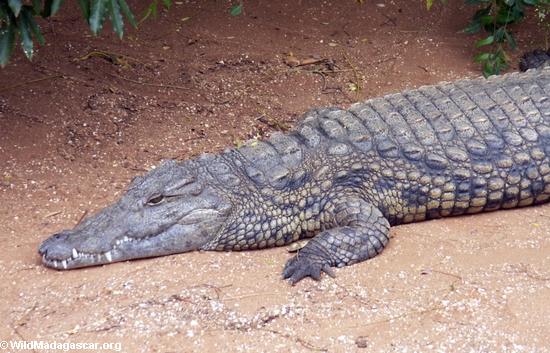 Nile crocodile (Crocodylus niloticus)(Berenty)