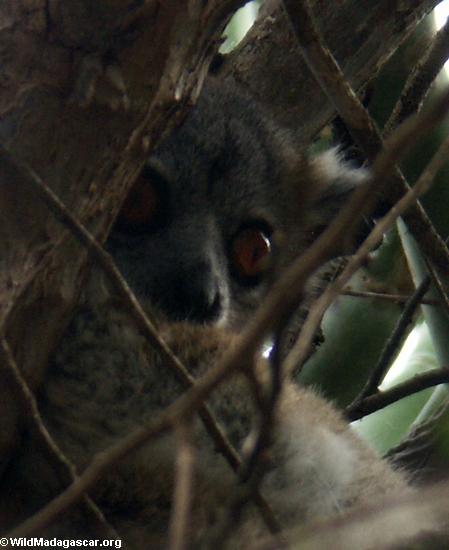 Weiß-füßiges Weasel lemur