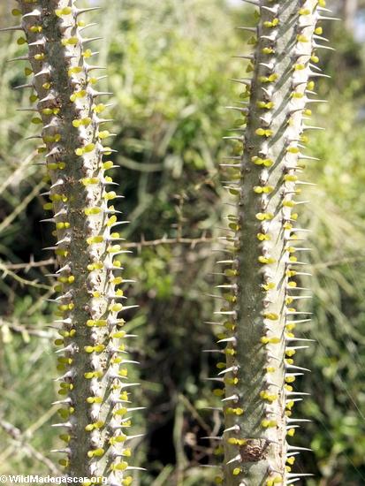 Alluaudia spiny plant(Berenty)