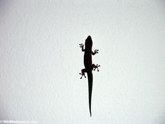 Phelsuma gecko in Ft. Dauphin(Berenty)