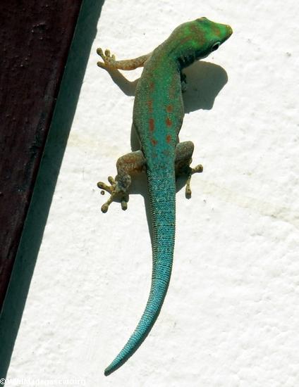 Phelsuma gecko in Fort Dauphin (Berenty)