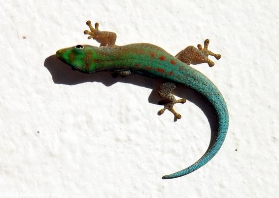 Phelsuma modesta isakae gecko in Taolagnaro(Berenty)