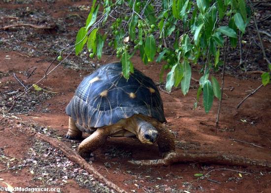 Geochelone radiata tortoise(Berenty)