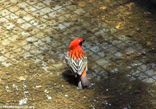 Roter Vogel in Taolagnaro