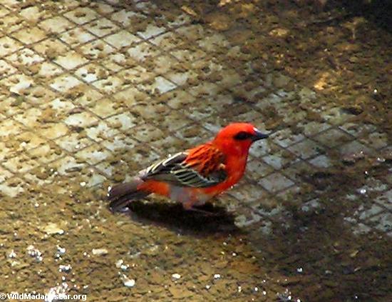 Roter Vogel nahe Fort dauphin