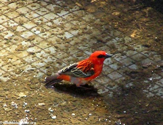 P�jaro rojo cerca del dauphin Berenty