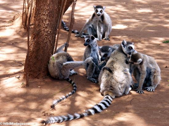 Gruppe Ring-angebundene lemurs