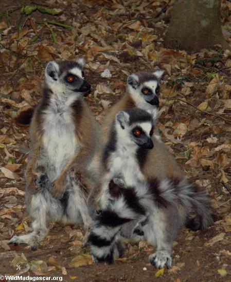 Gruppe Lemur catta