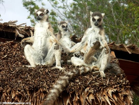Ringtail lemurs sunning on thatch hut(Berenty)