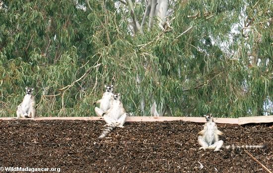 Ring-angebundene lemurs, die auf Thatchdach sich sonnen