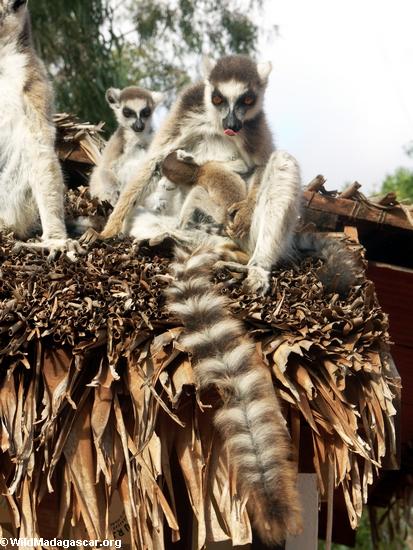 Das Ring-angebundene lemur bemuttern, das mit Baby auf Kasten sich sonnt