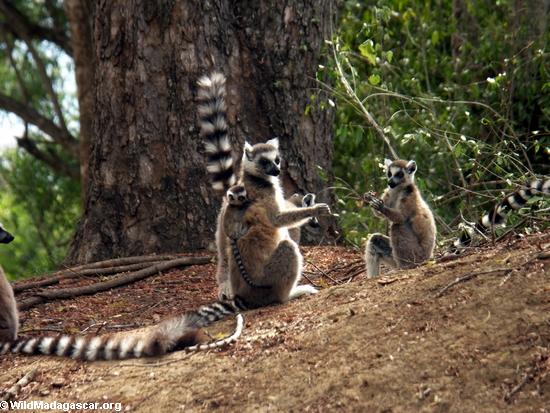 Ring-tailed lemurs paddycake