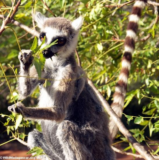 Das Ringtailed lemur (Lemur catta) essend verläßt