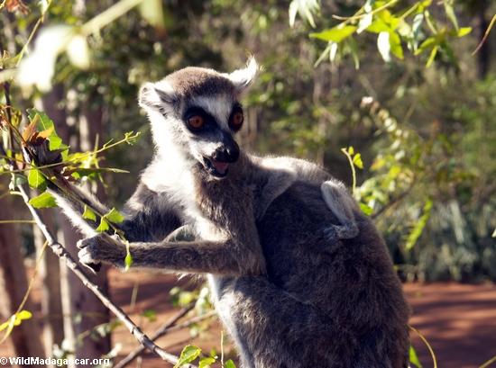 Lemur catta, das Blätter ißt