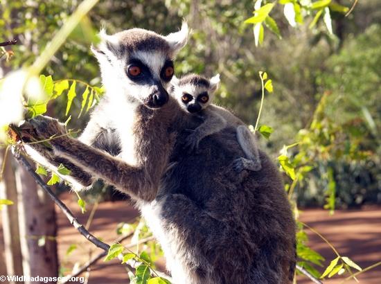 Ringtailed lemur (Lemur catta) eating with baby on back