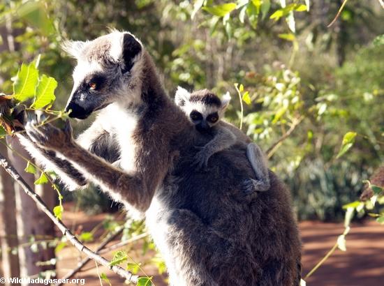 Ringtailed lemur, das an mit Rückseite des Babys ißt