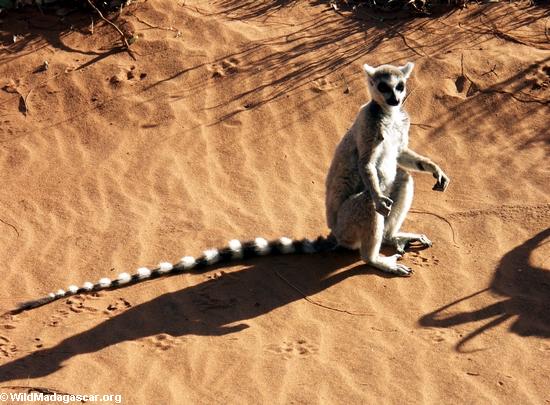 Ringtailed lemur (Lemur catta) sunbathing (Berenty)