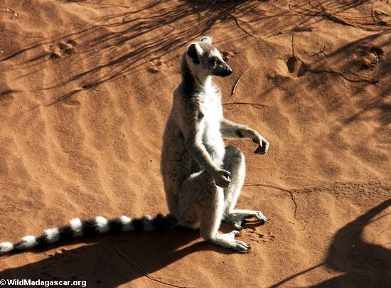 Sunbathing Ringtailed lemur