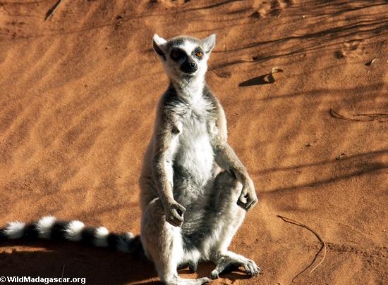 Lemur catta sunbathing(Berenty)