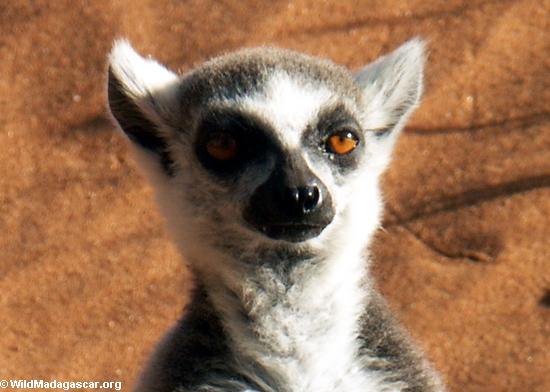 Ring-tailed lemur (Lemur catta) sunbathing(Berenty)