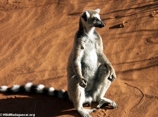 Ring-angebundenes sunbathing lemur