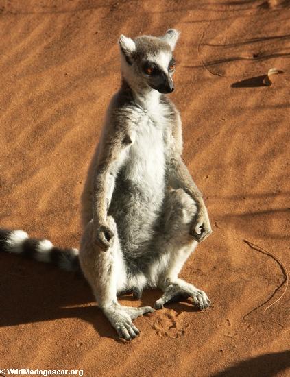 Ringtailed lemur (Lemur catta) die Sonne einlassend
