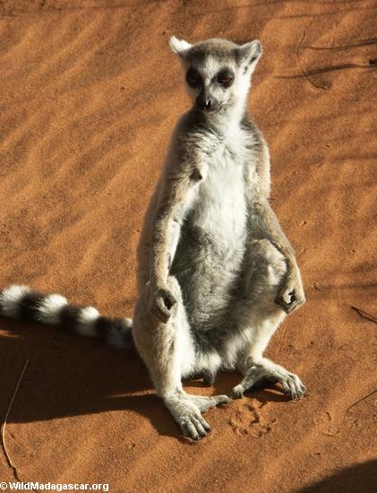 Ringtailed lemur, welches die Sonne einläßt